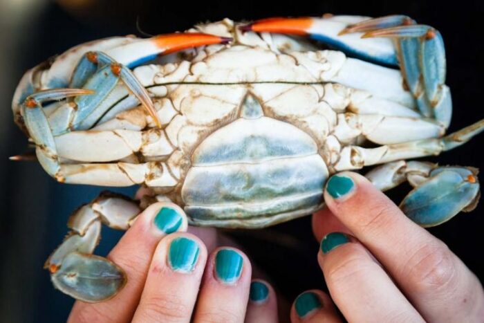 beautiful blue crab of the Chesapeake