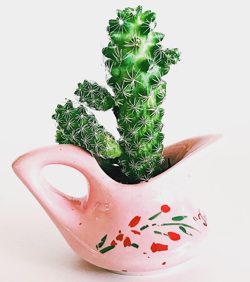 cactus in a fun collectible pitcher