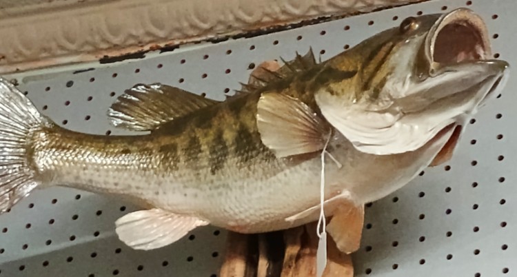 Beautiful taxidermy - large mouth bass - at BAHOUKAS ANTIQUE MALL in Havre de Grace MD