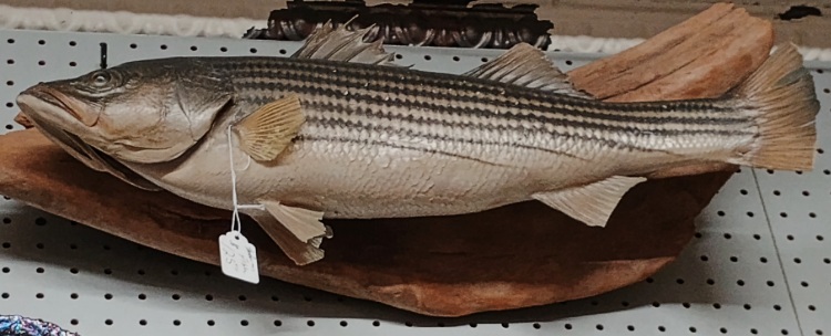 beautiful taxidermy striped bass at BAHOUKAS ANTIQUE MALL in Havre de Grace MD