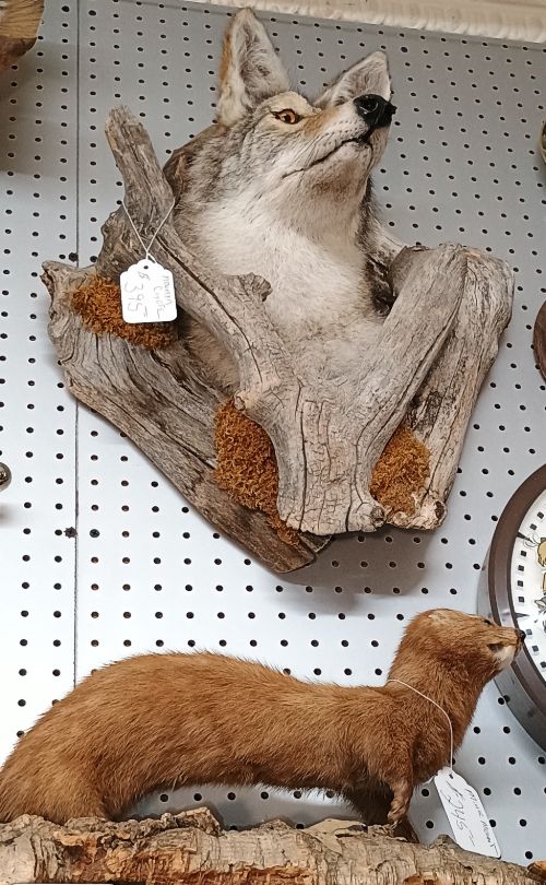 Beautiful taxidermy - wolf and otter - at BAHOUKAS ANTIQUE MALL in Havre de Grace MD