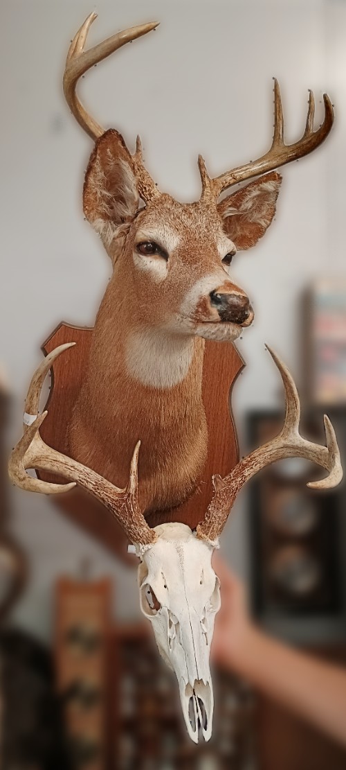 Beautiful mounted deer head and deer skull with antlers - available at Bahoukas Antique Mall in Havre de Grace, MD