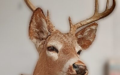 WhoZwhatsIts? Maybe – Deer Antlers