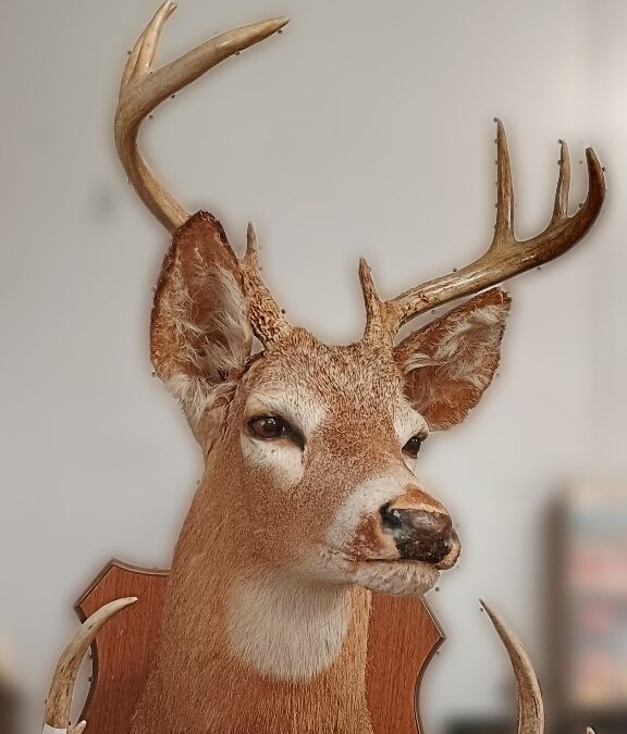 Beautiful mounted deer head - available at Bahoukas Antique Mall in Havre de Grace, MD